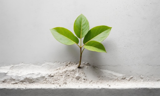 a young plant growing out of a concrete wall