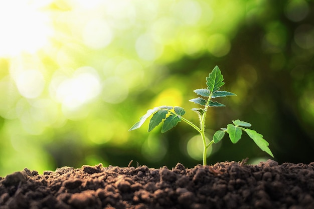 Young plant growing with sun light. concept ecology