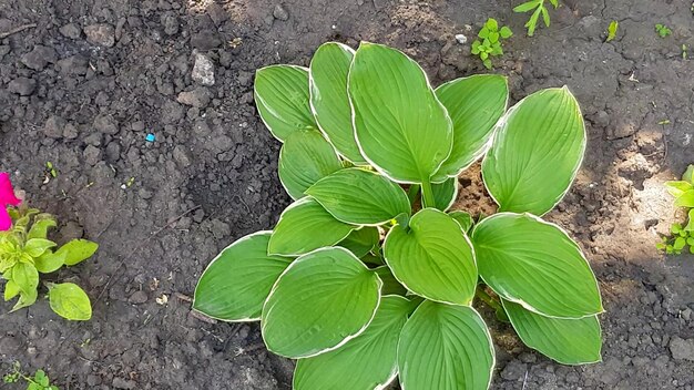 Young plant host bush on a flower bed soil background green leaves of the host plant swaying in the wind