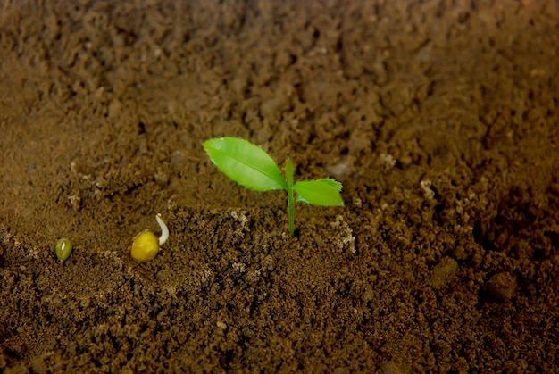 Young plant in the morning growing out from soil