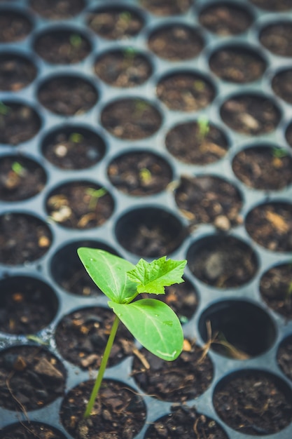 Young plant in the morning light on a seed tray background.