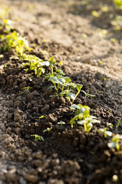 Young Plant in Sunlight Growing plant Plant seedling