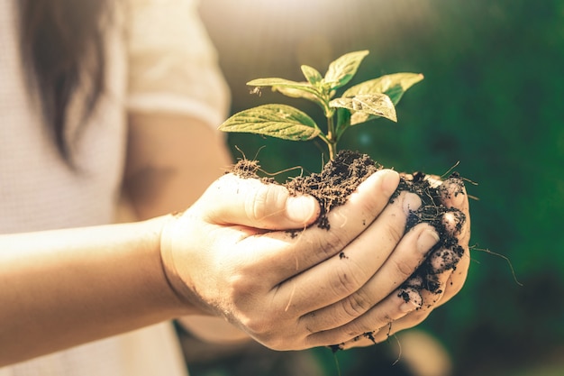 Young plant tree sprout in woman hand.