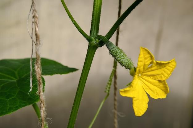 Young plants blooming cucumbers with yellow flowers in the sun closeup on a background of green leaves Young cucumbers on a branch in a greenhouse Growing and blooming greenhouse cucumbers