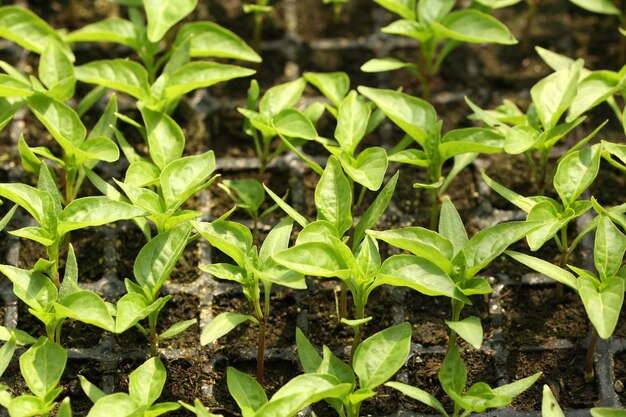 Young plants growing in greenhouse closeup