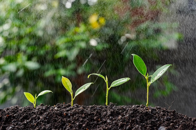 Young plants growing in the rain The plants are green and healthy and they are growing in a row The rain is falling on the plants