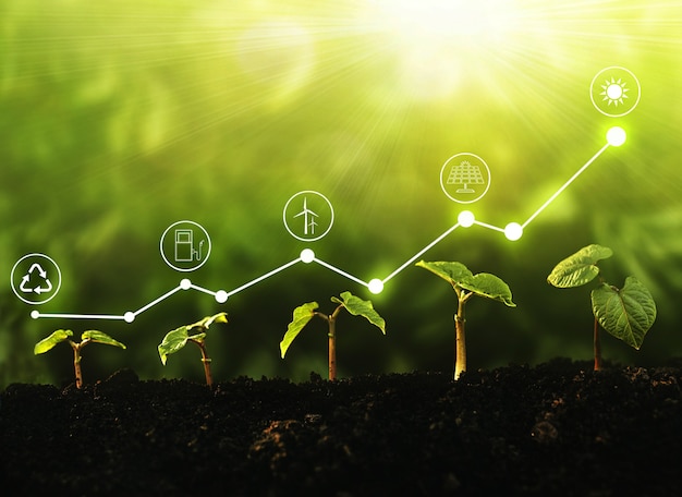 Young  plants growing at sunlight with increase graph and icons energy sources for renewable