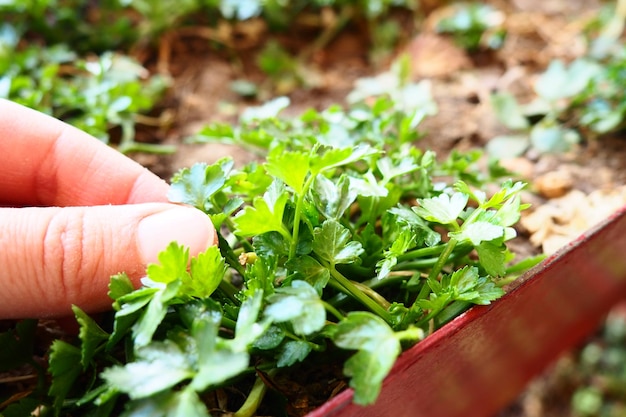 Young plants of parsley and celery carefully planted by women39s hands Spring agricultural work in the garden garden cottage or farm Manual labor Organic food Hand touching plants