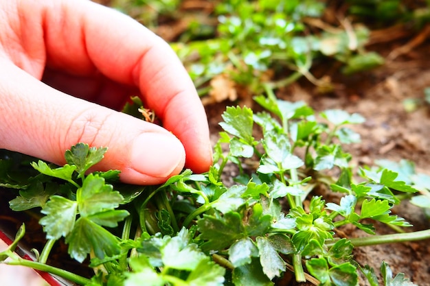 Young plants of parsley and celery carefully planted by women39s hands Spring agricultural work in the garden garden cottage or farm Manual labor Organic food Hand touching plants