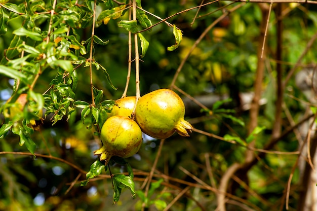 Young pomegranate fruits Malum granatum on its tree branch