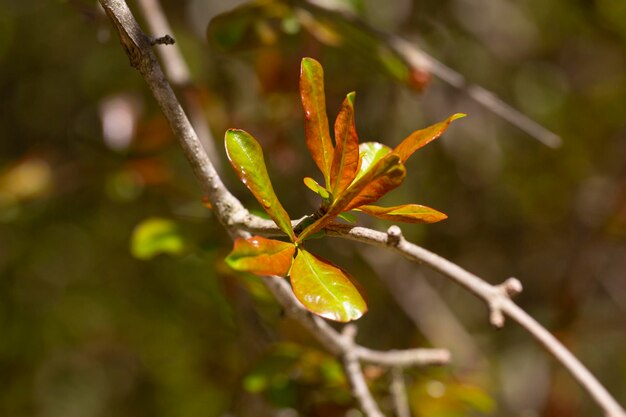 Young pomegranate leaves in the garden in the spring