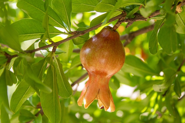 Young pomegranate on a tree with leaves. Selective focus. pomegranate tree.Nature