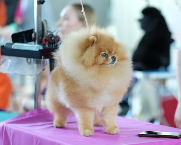 Young pomeranian dog closeup on the grooming table