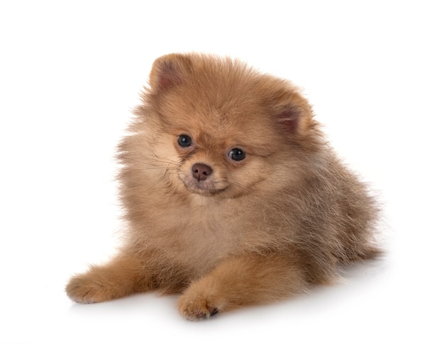 Young pomeranian in front of white isolated