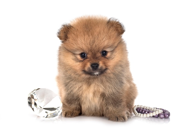 Young pomeranian isolated on white