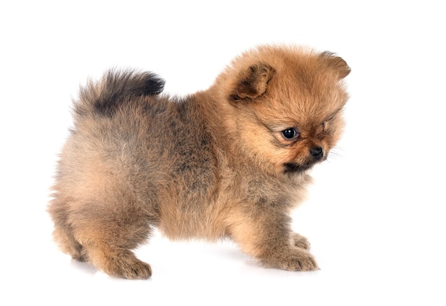 Young pomeranian