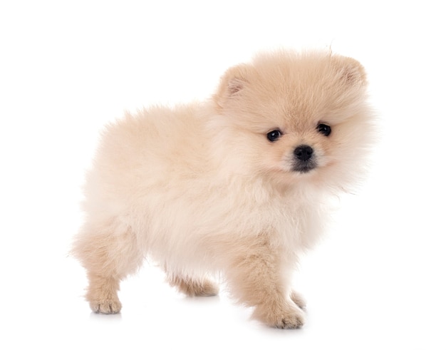 Young pomeranian