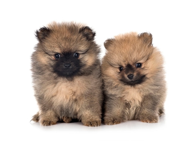 Young pomeranians