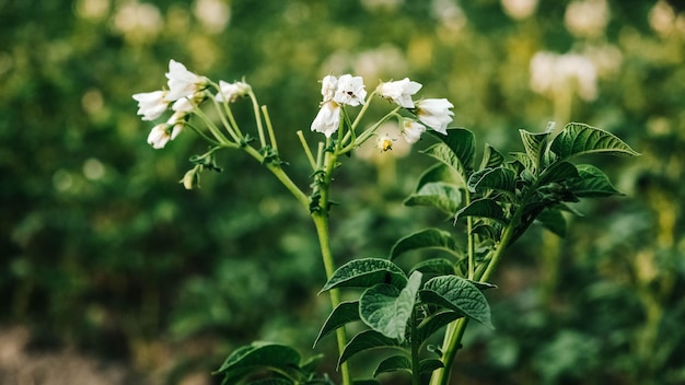 Young potato plants growing from ground on a background of vegetable garden