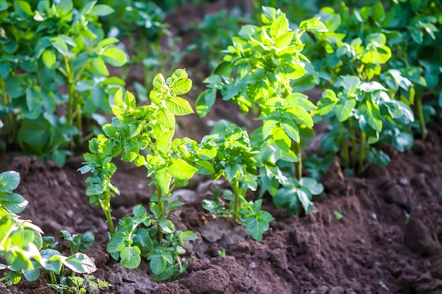 Young potato plants growing on the soil in organic garden