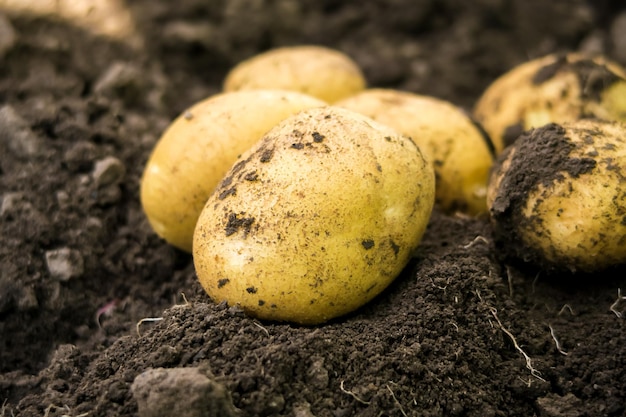 young potato tubers dug out of the garden on a potato farm. potato cultivation concept