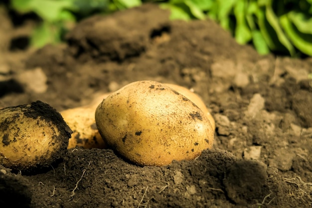 young potato tubers dug out of the garden on a potato farm. potato cultivation concept