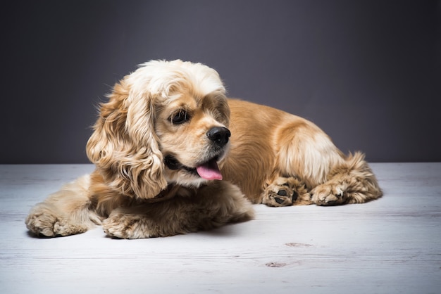 Young purebred Cocker Spaniel on wooden floor