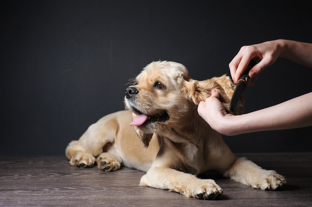 Young purebred Cocker Spaniel