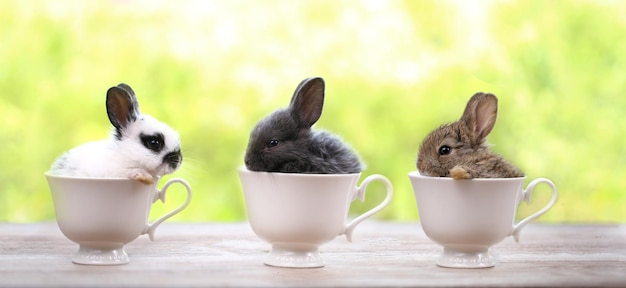 Young Rabbit in white cup on green nature bokeh as background Little bunny is very cute and funny action for sping or coffee shop banner Rabbit cafe idea