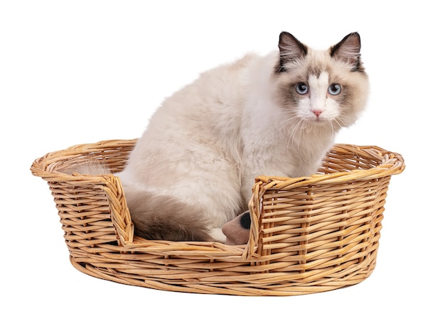 Young ragdoll cat six months old in basket on white wall