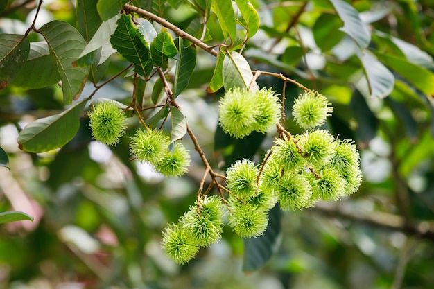 Young rambutan fruit on tree