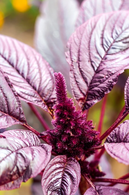 Young red amaranth (Amaranthus cruentus) inflorescence closeup