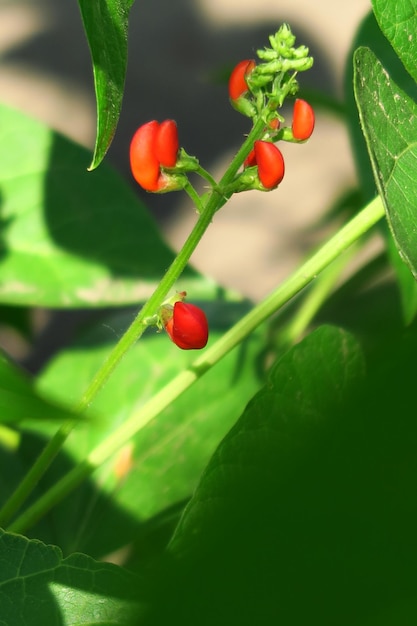 young red bean flowers in a vegetable garden on a vegetable farm