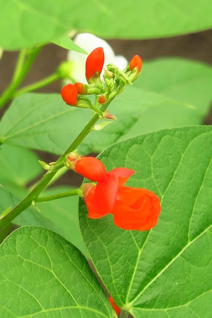 young red bean flowers in a vegetable garden on a vegetable farm