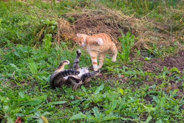 Young red cat beats grey cat lying on the ground