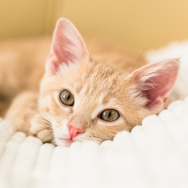 Young red cat on a white bedspread