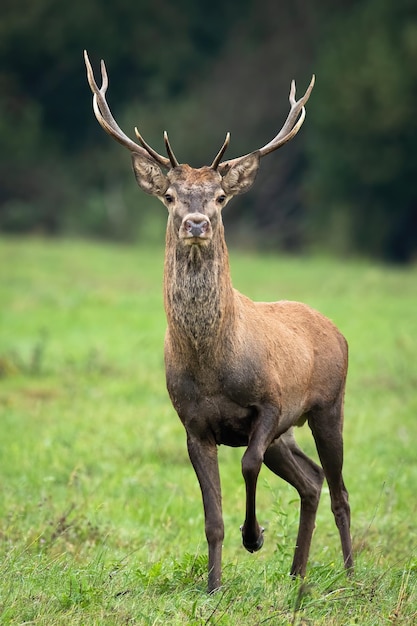 Young red deer stag approaching from front view on a meadow with green grass