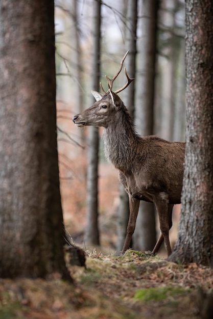 Young red deer stag looking around in spruce monoculture in spring