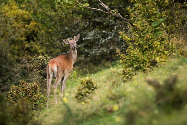 Young red deer standing on slope in suumertime nature