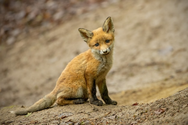 Young red fox cub sitting on the ground in forest near burrow