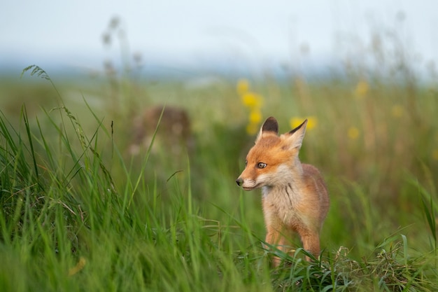 Young red Fox in grass near his hole.