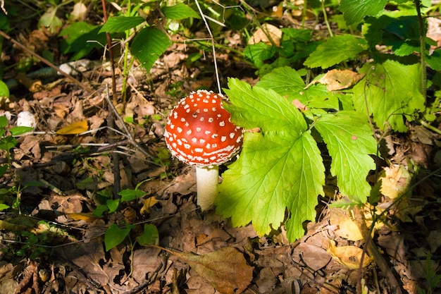 Young red growing mushroom amanita under a green leaf in a automn forest in the sunlight. Fly agaric.