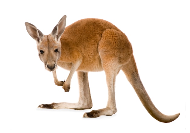 Young red kangaroo (9 months) - Macropus rufus isolated