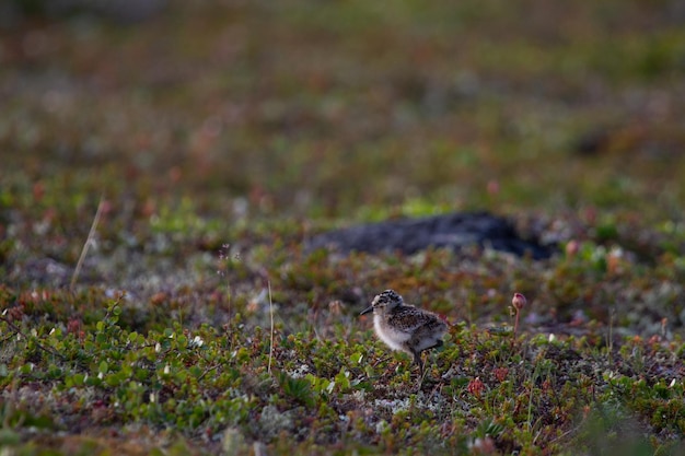 Young Red-necked Phalarope, Phalaropus lobatus, running along the willows on the arctic tundra