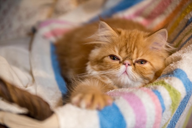 Young red striped kitten sleeping in a laundry basket household pet