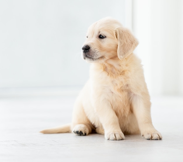 Young retriever dog sitting at home