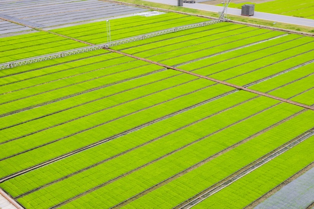 Young rice sprout in the box ready to growing