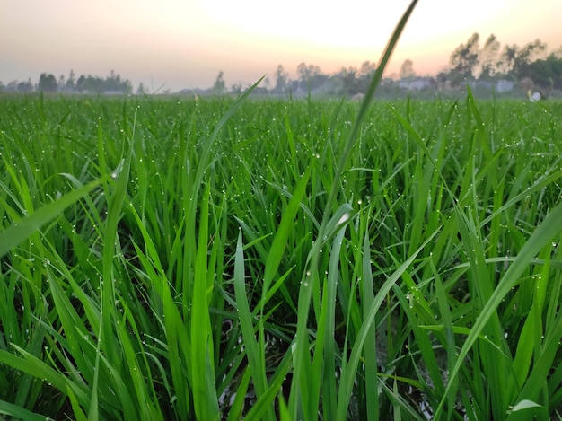 Young rice tree on paddy field