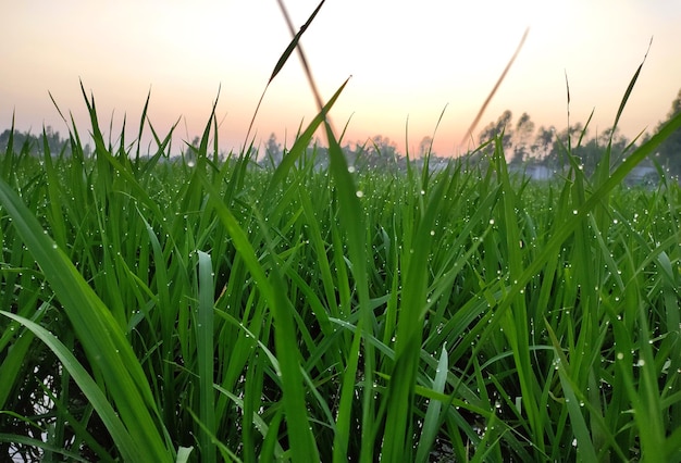 Young rice tree on paddy field