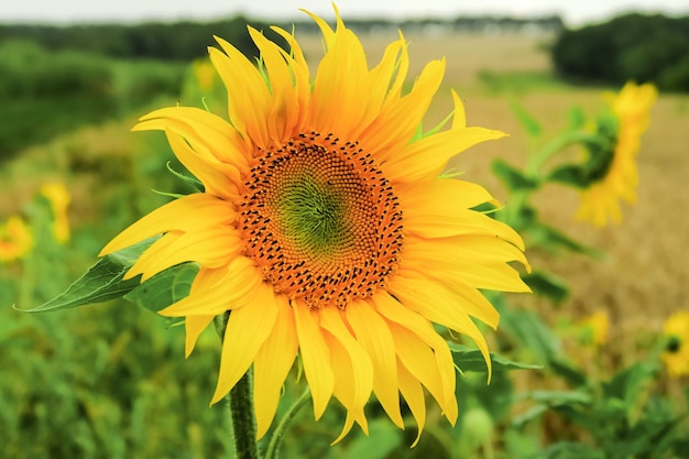 a young ripening sunflower grows in a field. sunflower cultivation concept